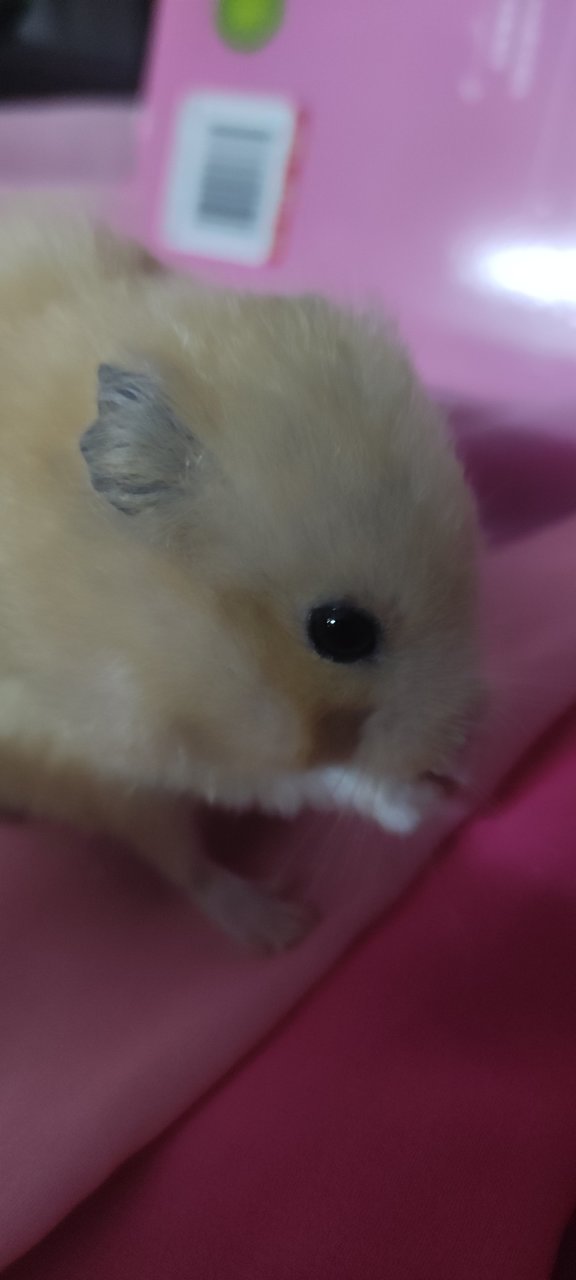 Premium Creamie - Syrian / Golden Hamster Hamster