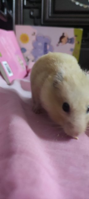 Premium Creamie - Syrian / Golden Hamster Hamster