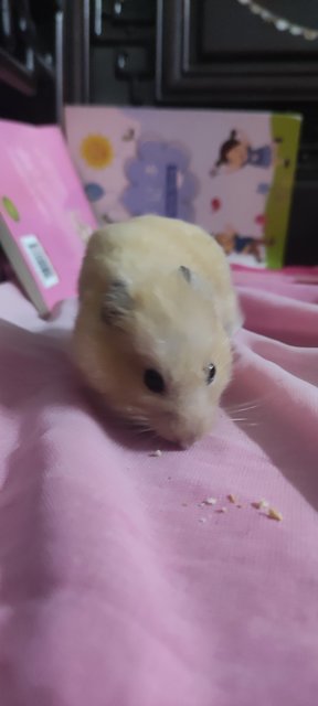 Premium Creamie - Syrian / Golden Hamster Hamster