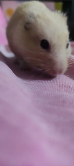 Premium Creamie - Syrian / Golden Hamster Hamster