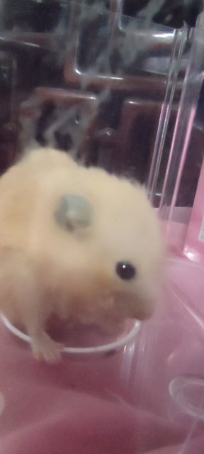 Premium Creamie - Syrian / Golden Hamster Hamster