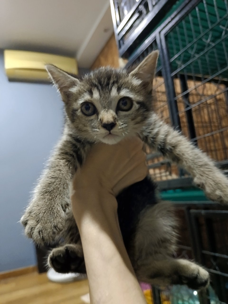 Brownie - British Shorthair + Domestic Short Hair Cat