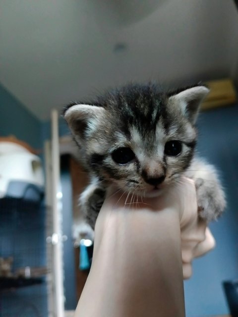 Brownie - British Shorthair + Domestic Short Hair Cat