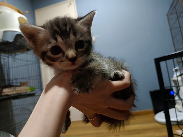 Brownie - British Shorthair + Domestic Short Hair Cat