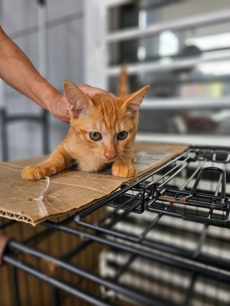 Garfield - Domestic Short Hair Cat