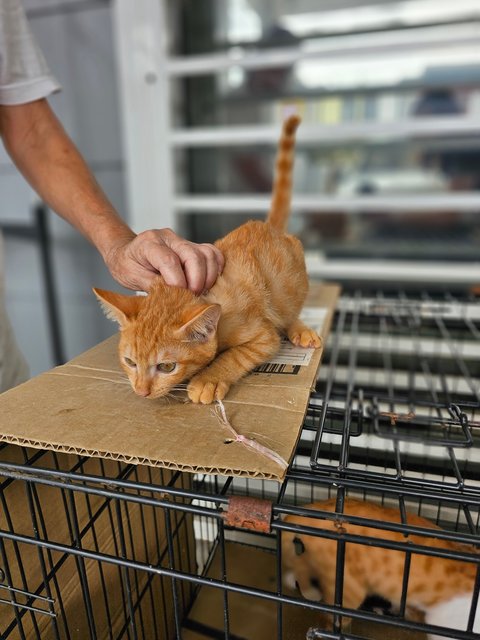 Garfield - Domestic Short Hair Cat