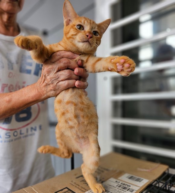 Garfield - Domestic Short Hair Cat