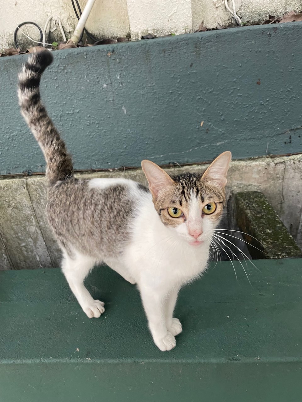 Kew - Domestic Short Hair Cat