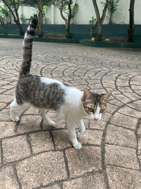 Kew - Domestic Short Hair Cat