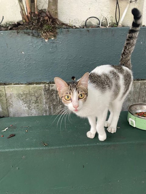 Kew - Domestic Short Hair Cat