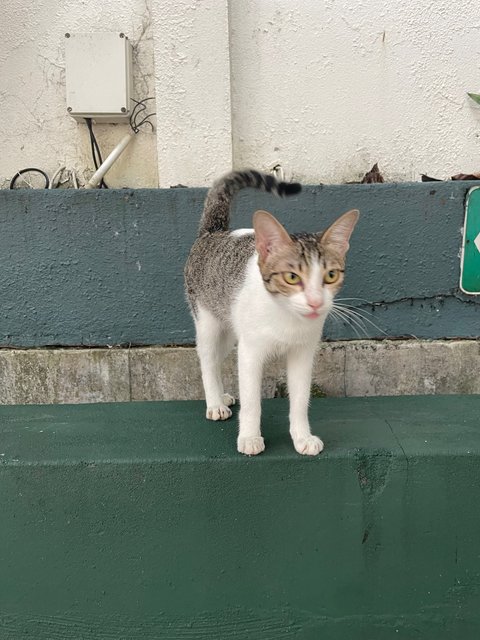 Kew - Domestic Short Hair Cat