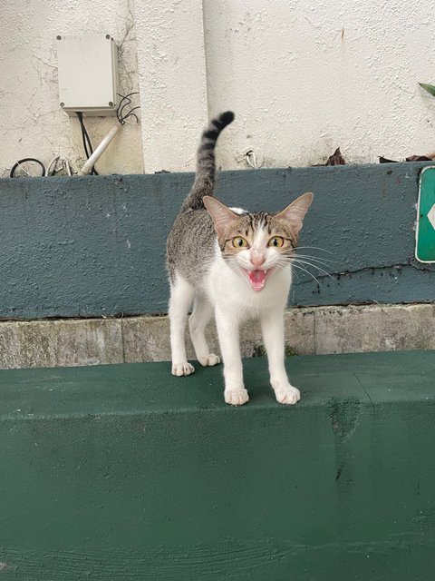 Kew - Domestic Short Hair Cat