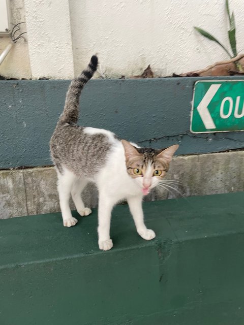 Kew - Domestic Short Hair Cat