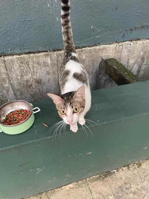 Kew - Domestic Short Hair Cat