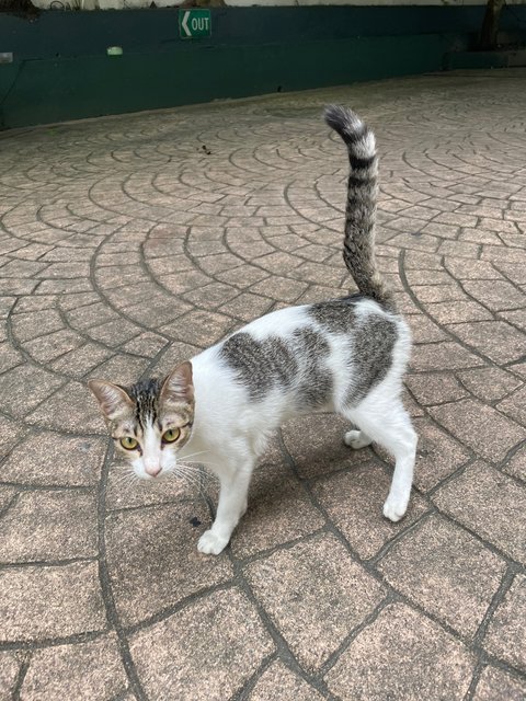 Kew - Domestic Short Hair Cat