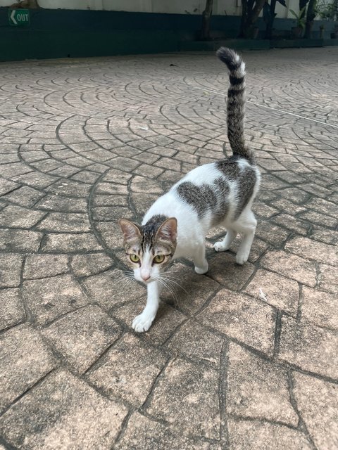 Kew - Domestic Short Hair Cat