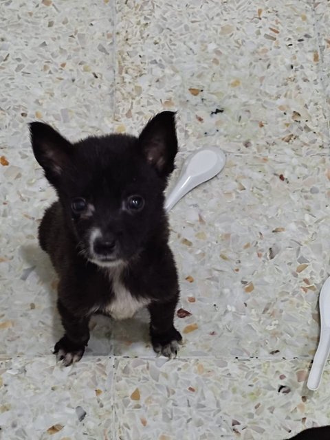 Puppies For Adoption - Mixed Breed Dog