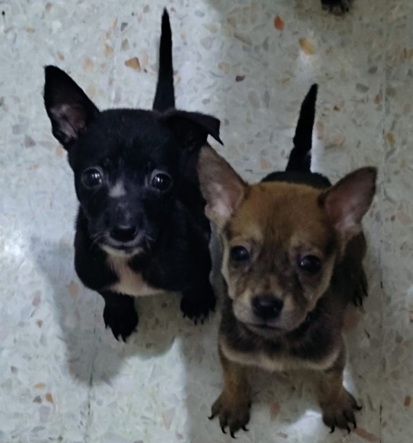 Puppies For Adoption - Mixed Breed Dog