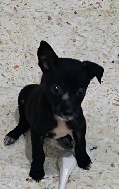 Puppies For Adoption - Mixed Breed Dog