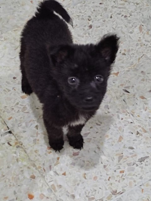 Puppies For Adoption - Mixed Breed Dog