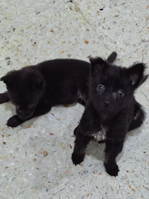 Puppies For Adoption - Mixed Breed Dog