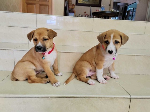 Charlie And Angel - English Pointer Mix Dog