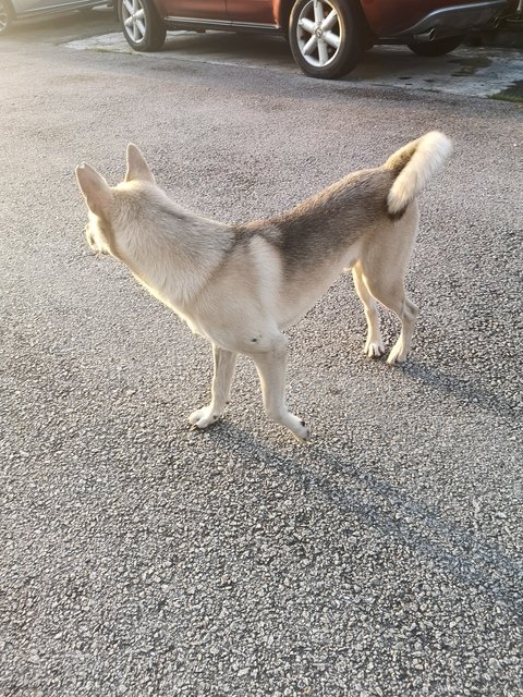 L.c - Husky Mix Dog