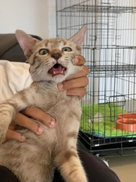 Blacky, Grey, Teh O - Domestic Medium Hair Cat