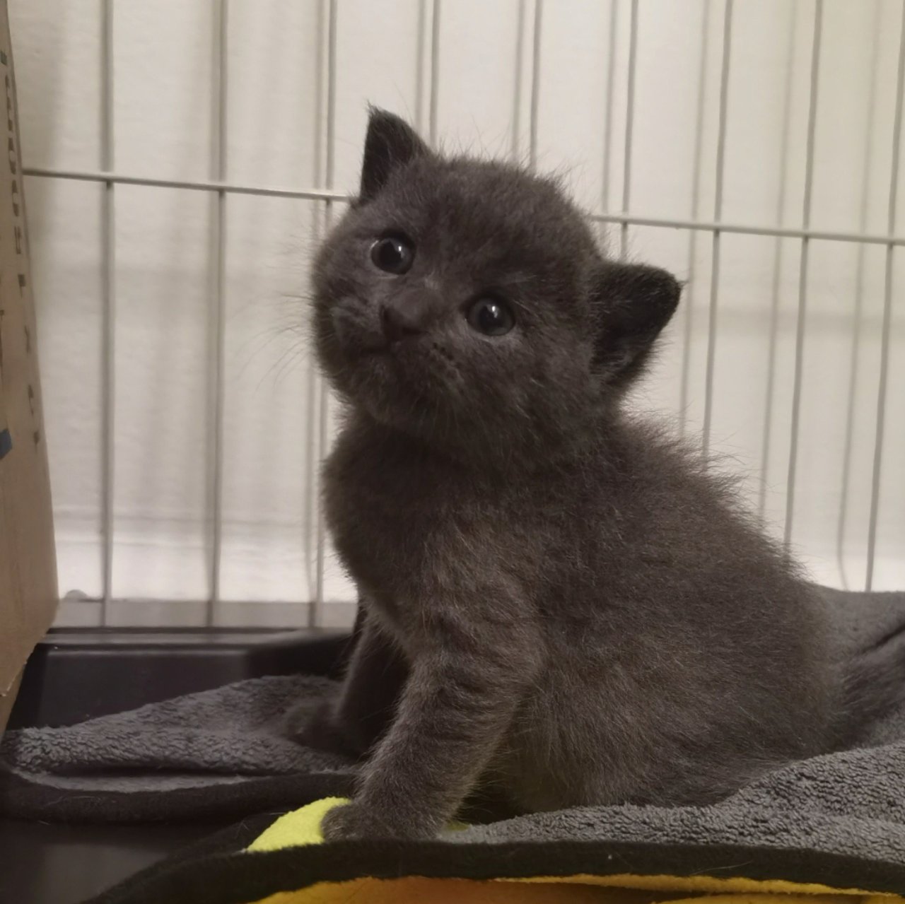 Tiny Bear - Domestic Medium Hair Cat