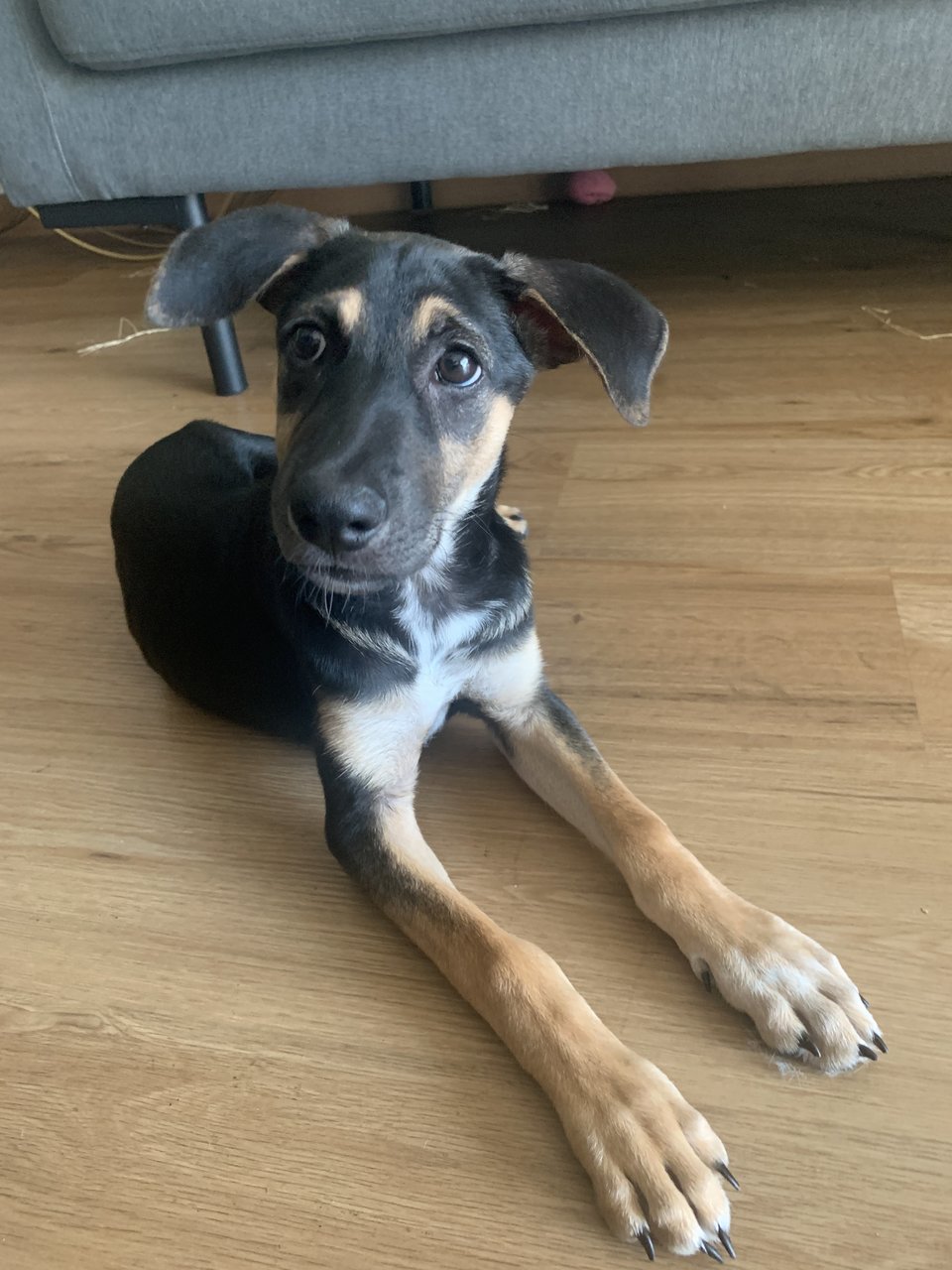 Luna Belle - Labrador Retriever Mix Dog