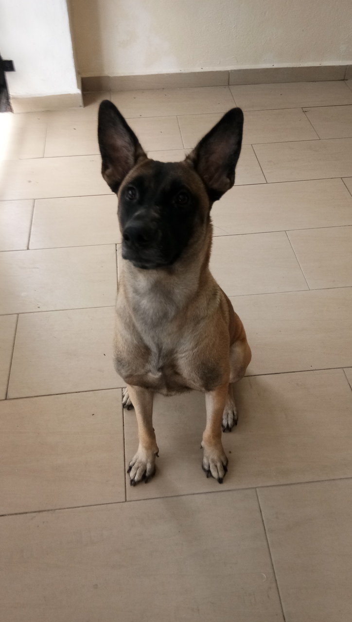 Lucy - Belgian Shepherd Malinois Mix Dog