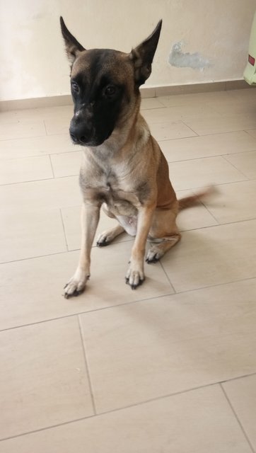 Lucy - Belgian Shepherd Malinois Mix Dog