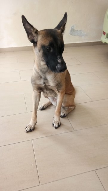 Lucy - Belgian Shepherd Malinois Mix Dog