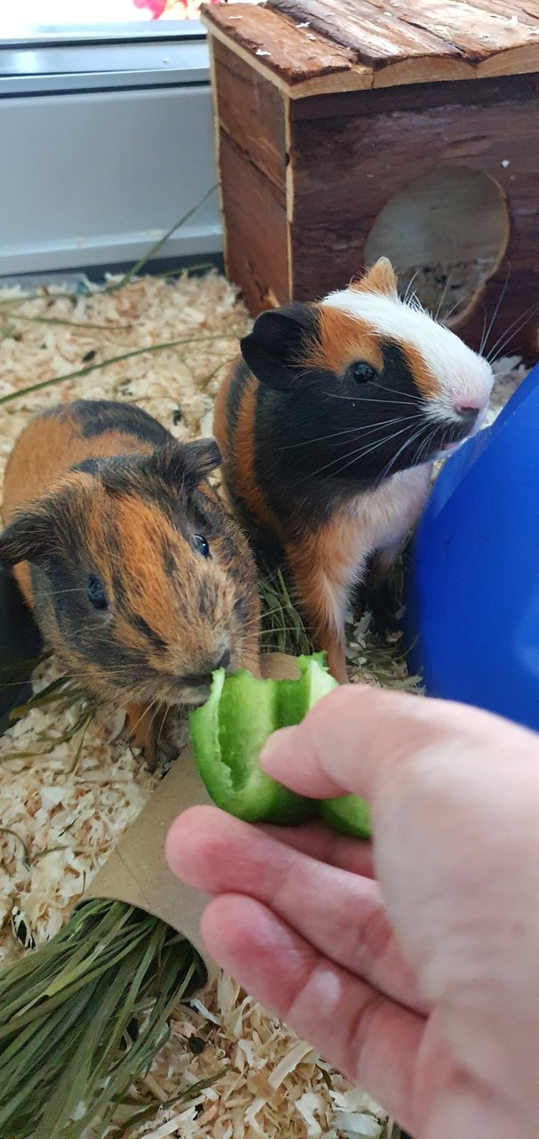 PF130722 - Guinea Pig Small & Furry