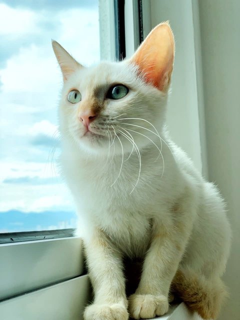 Milky - Domestic Short Hair Cat