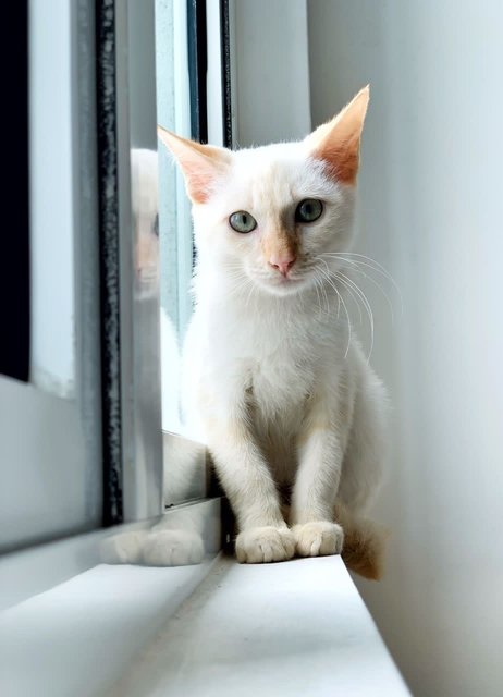 Milky - Domestic Short Hair Cat