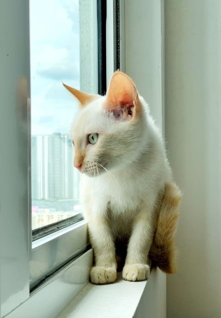 Milky - Domestic Short Hair Cat