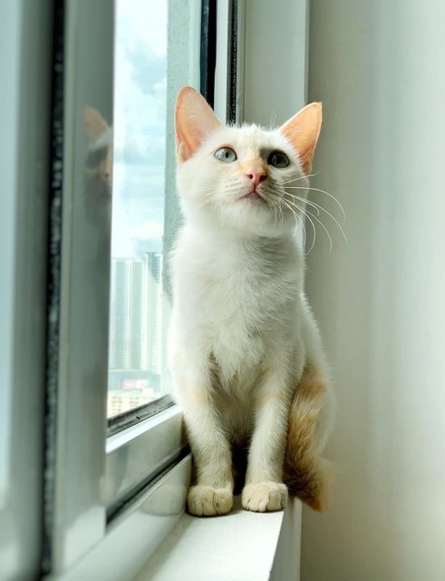 Milky - Domestic Short Hair Cat