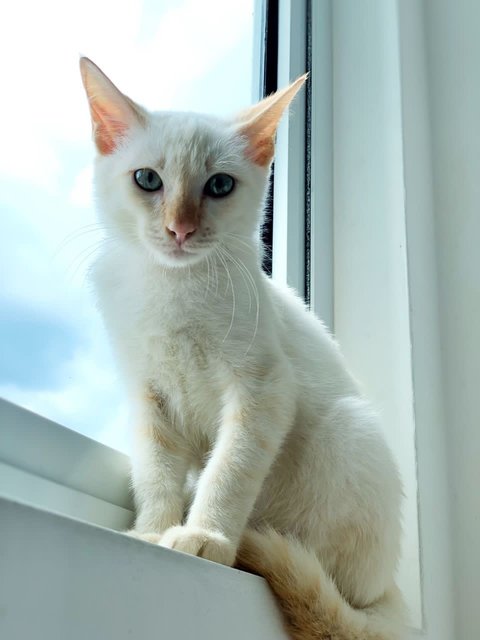 Milky - Domestic Short Hair Cat