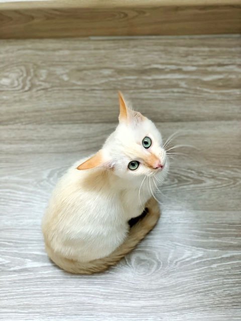 Milky - Domestic Short Hair Cat