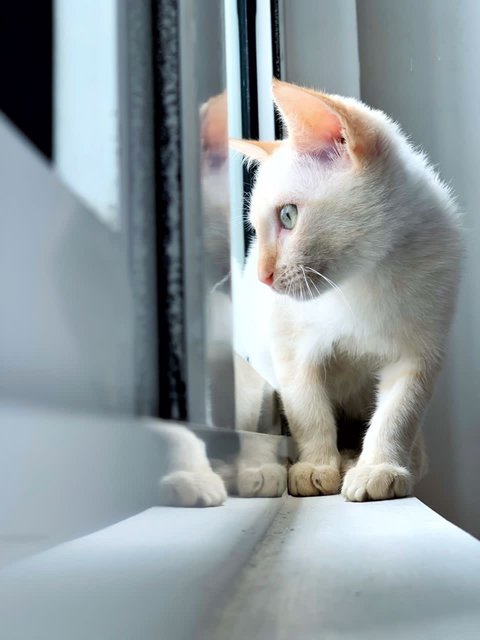 Milky - Domestic Short Hair Cat