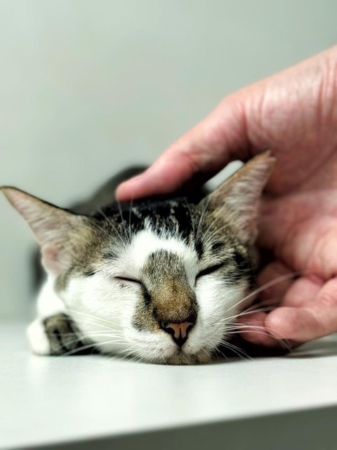 Derpylicious - Domestic Short Hair Cat