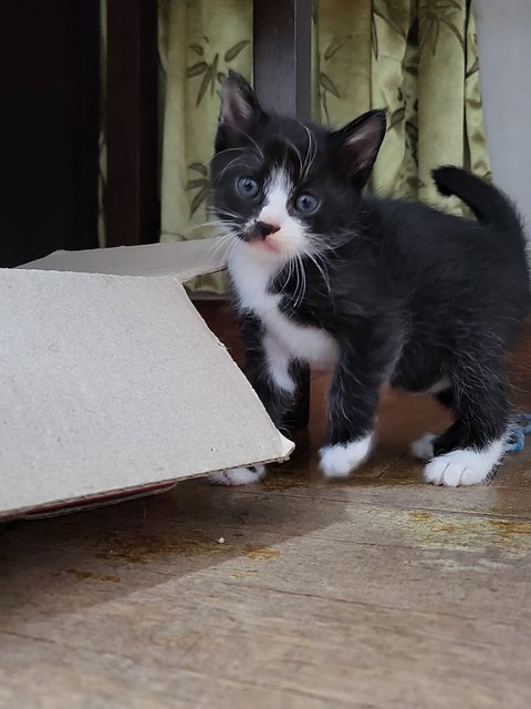 Kittens - Domestic Medium Hair Cat