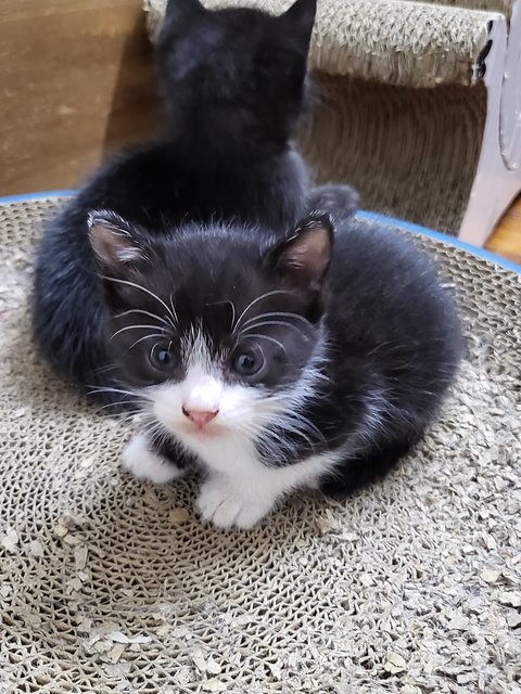 Kittens - Domestic Medium Hair Cat