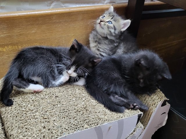 Kittens - Domestic Medium Hair Cat