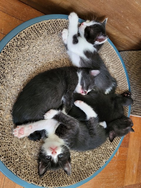 Kittens - Domestic Medium Hair Cat