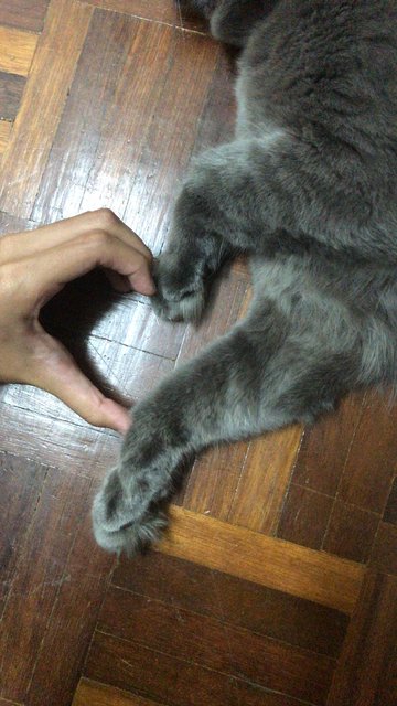 Aboo - Domestic Long Hair + Russian Blue Cat