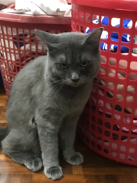 Aboo - Domestic Long Hair + Russian Blue Cat