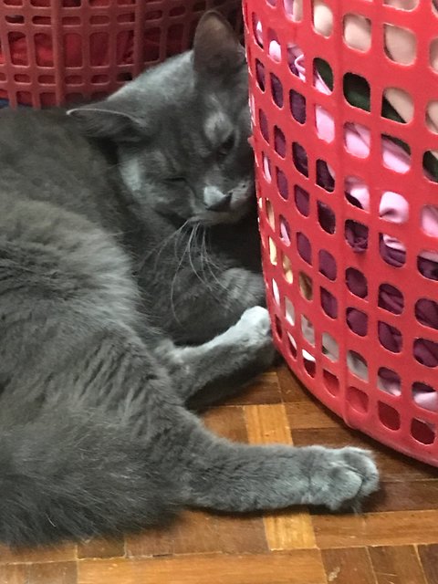 Aboo - Domestic Long Hair + Russian Blue Cat