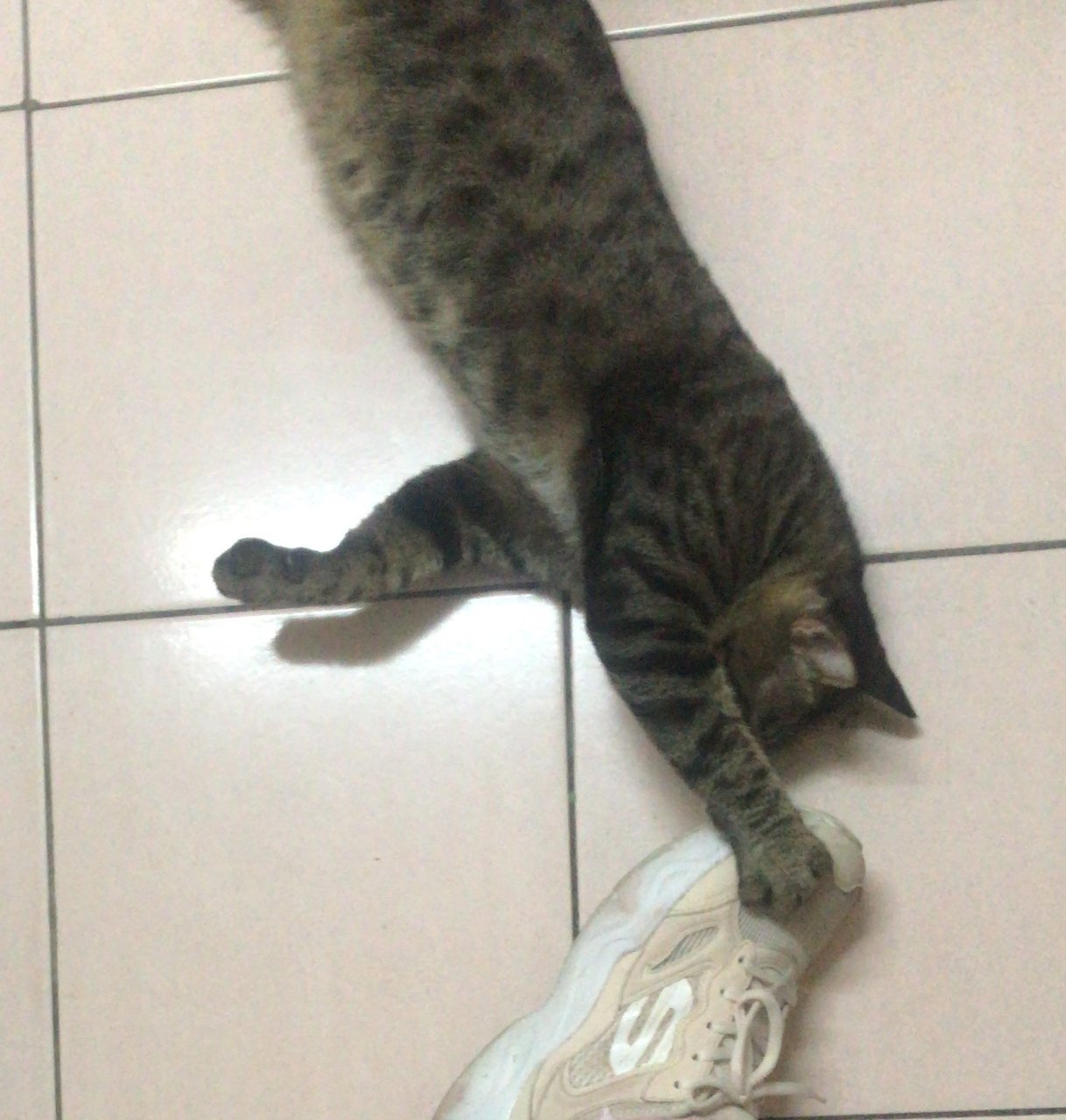 Belang - Domestic Short Hair + Manx Cat